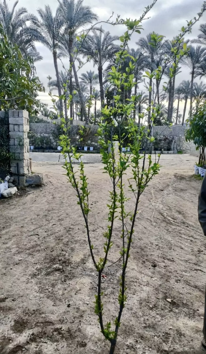  Yellow Plum Tree hover image