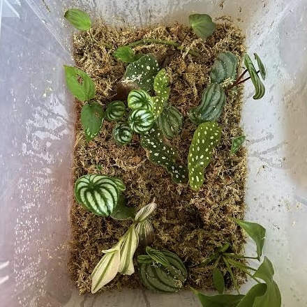 Propagation box with sphagnum moss