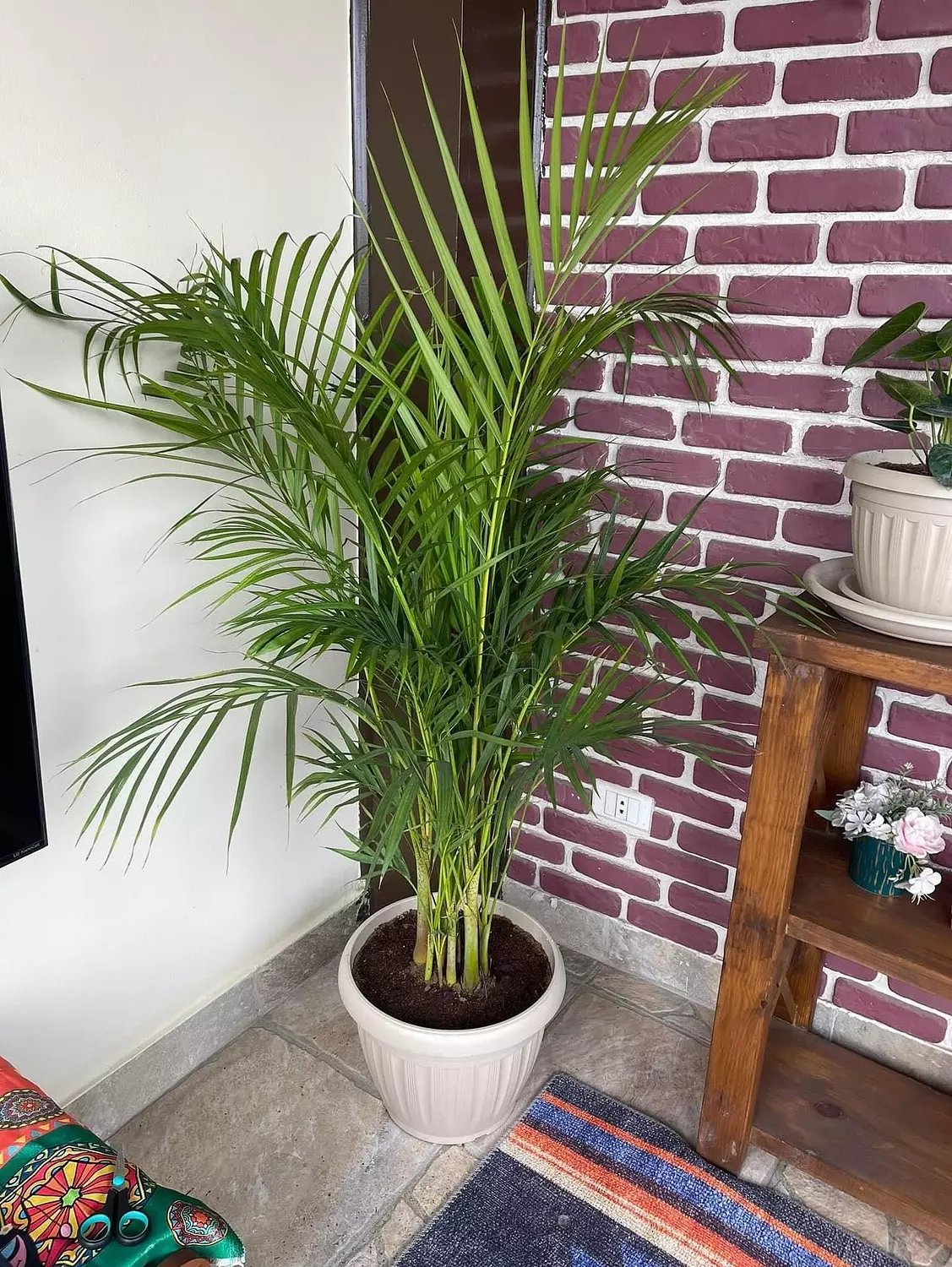 Yellow Areca Palm hover image