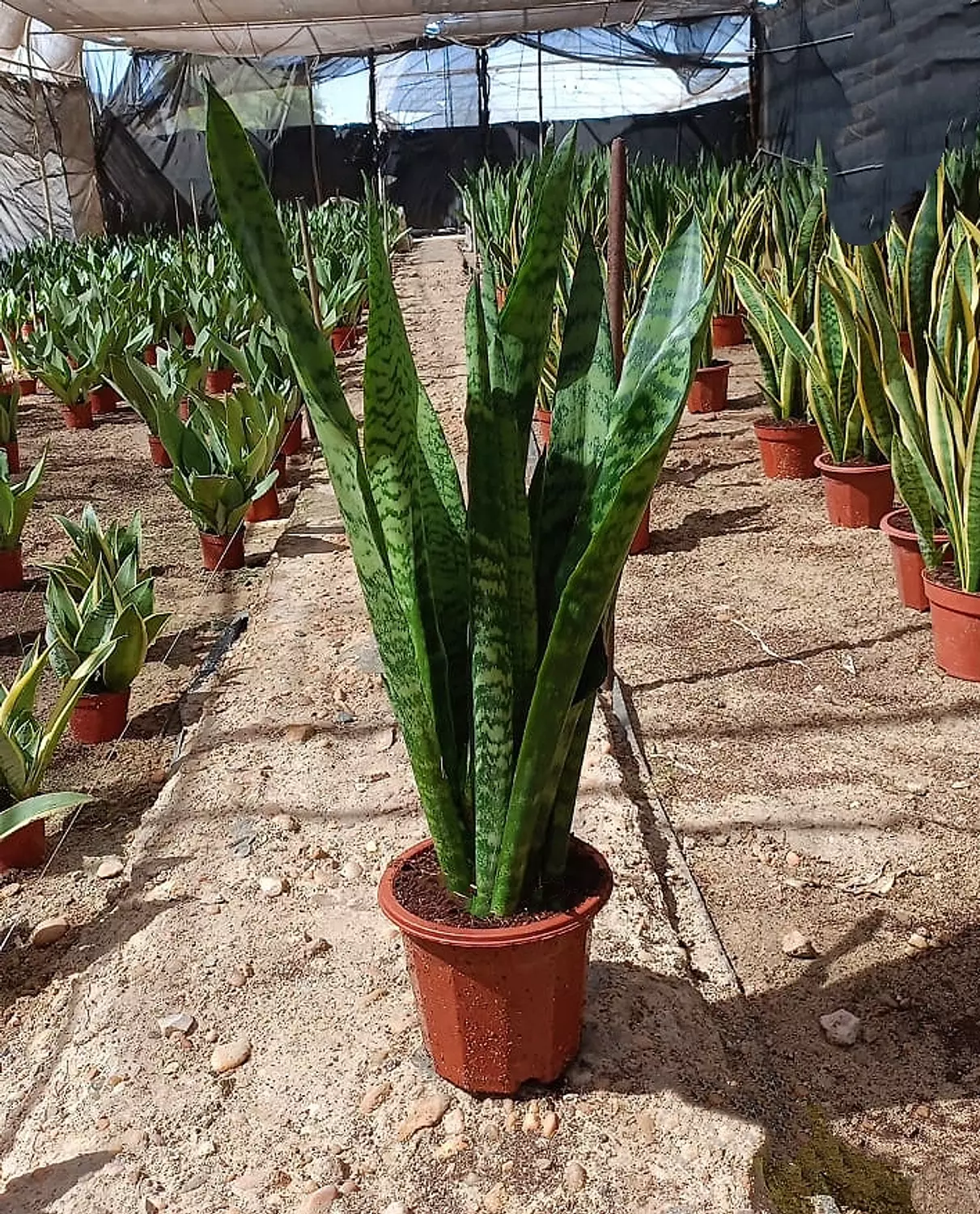 Green Snake Plant  hover image
