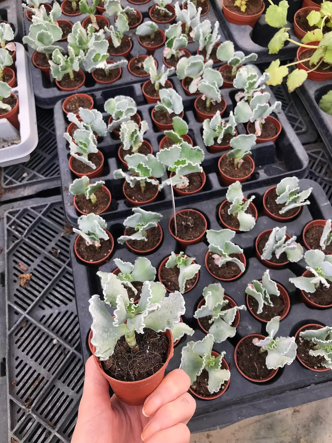 Cotyledon Undulata image