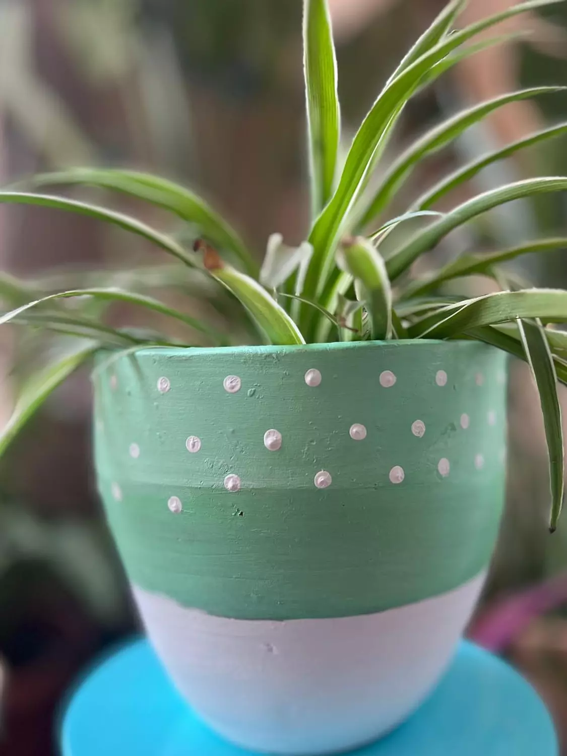 Mint Green X White Pottery Plant Pot Size 35 image
