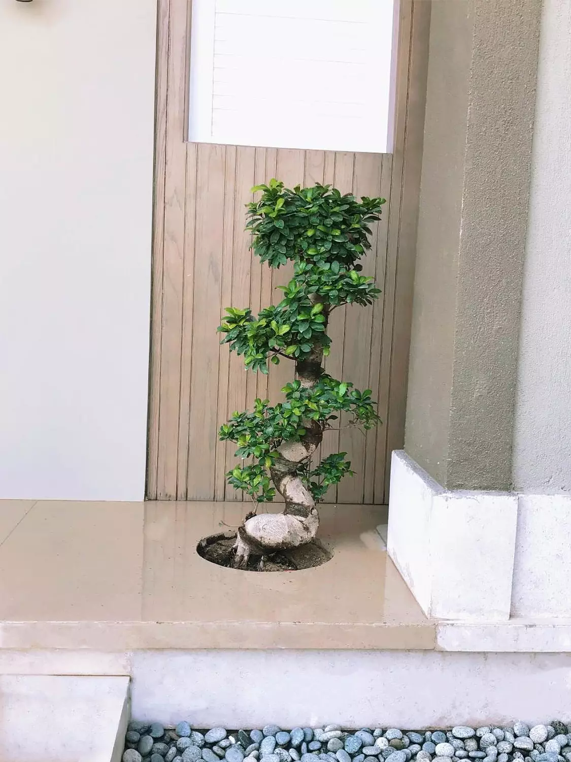 S Shape Bonsai Tree 3