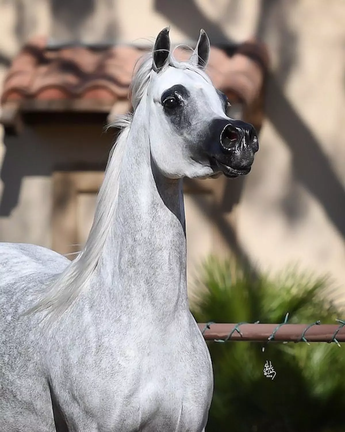 🎖️🌐Darley Arabian: The Arabian Equestrian Legend That Changed the World. 1