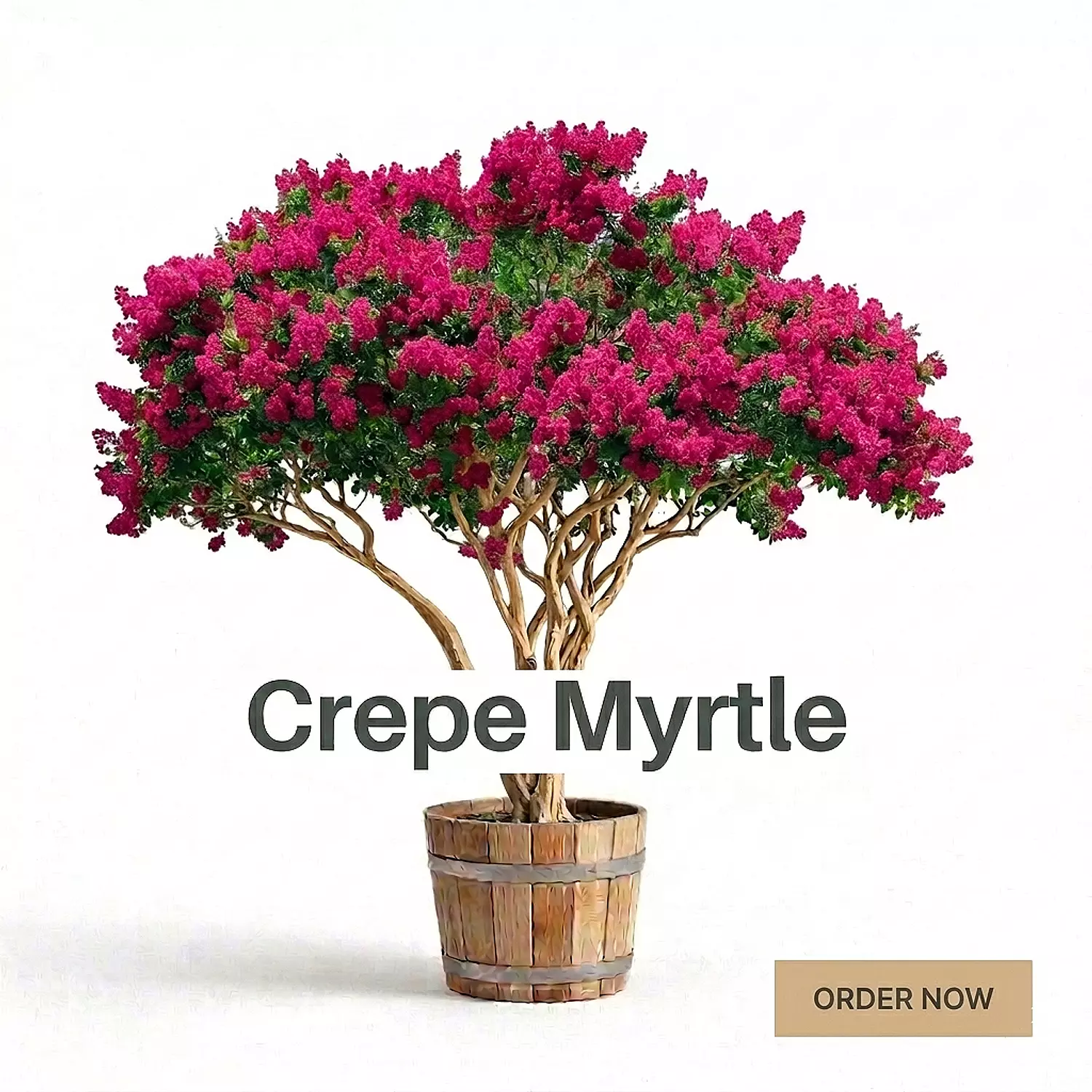 Crepe Myrtle image