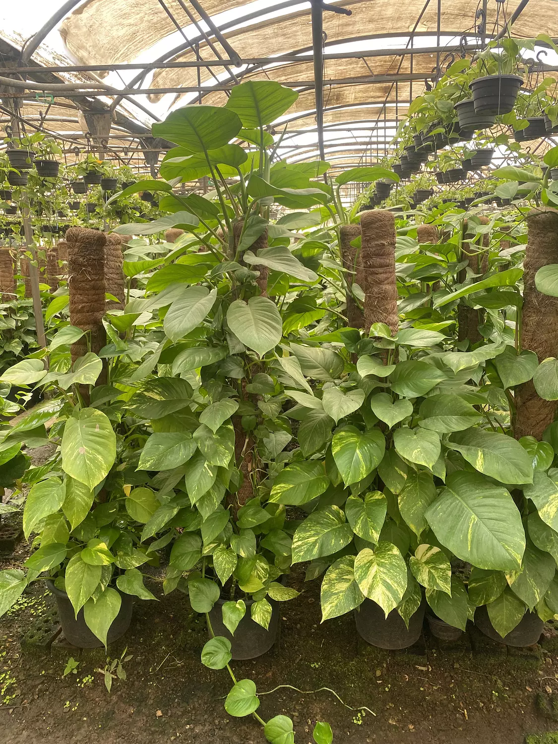 Giant Golden Pothos  2