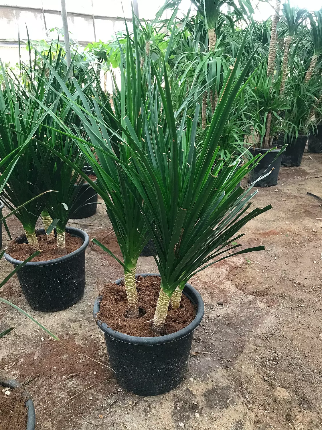 Dracaena Draco 7