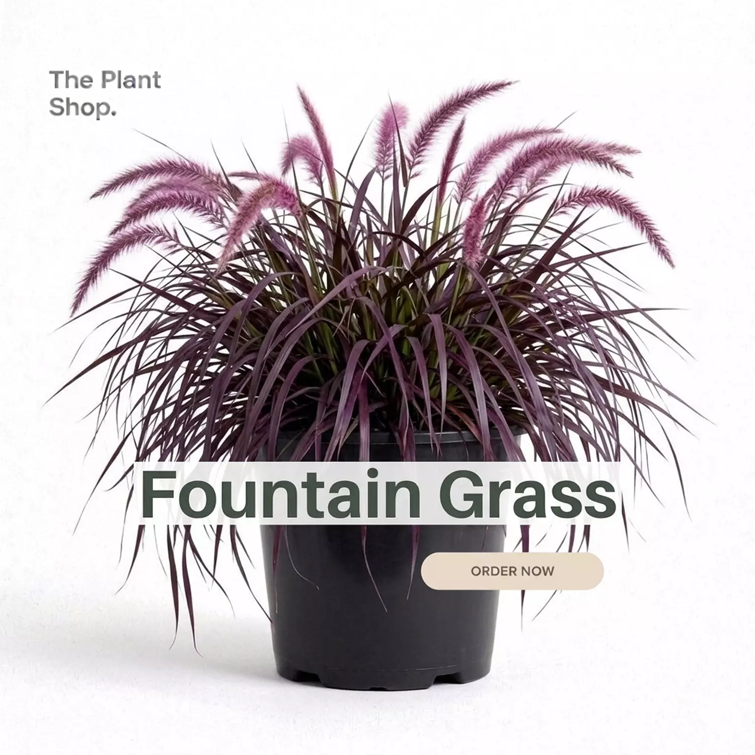 Fountain Grass  image