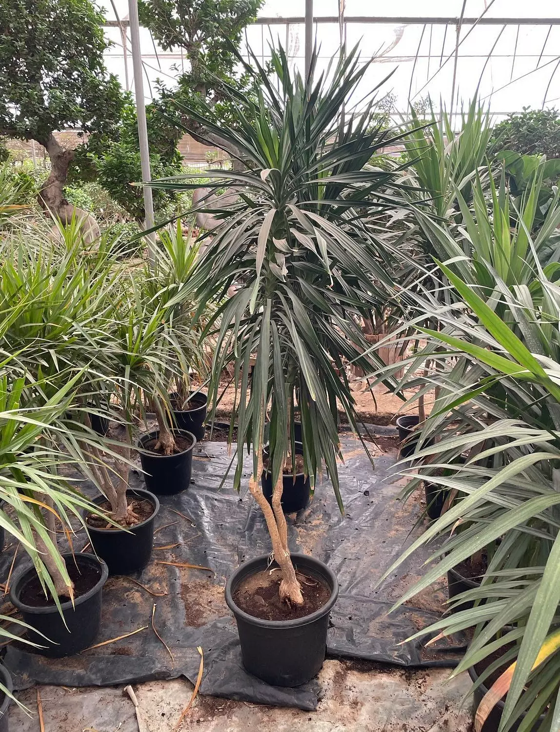 Darcena Santa Rosa 3