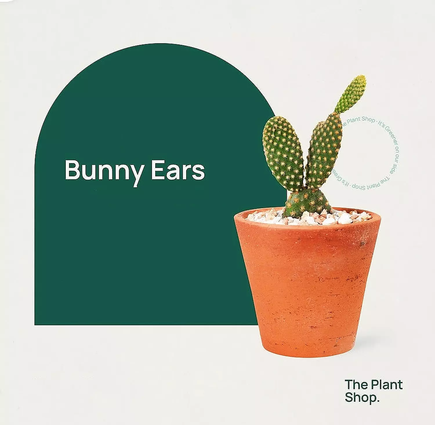Bunny Ear Cactus image