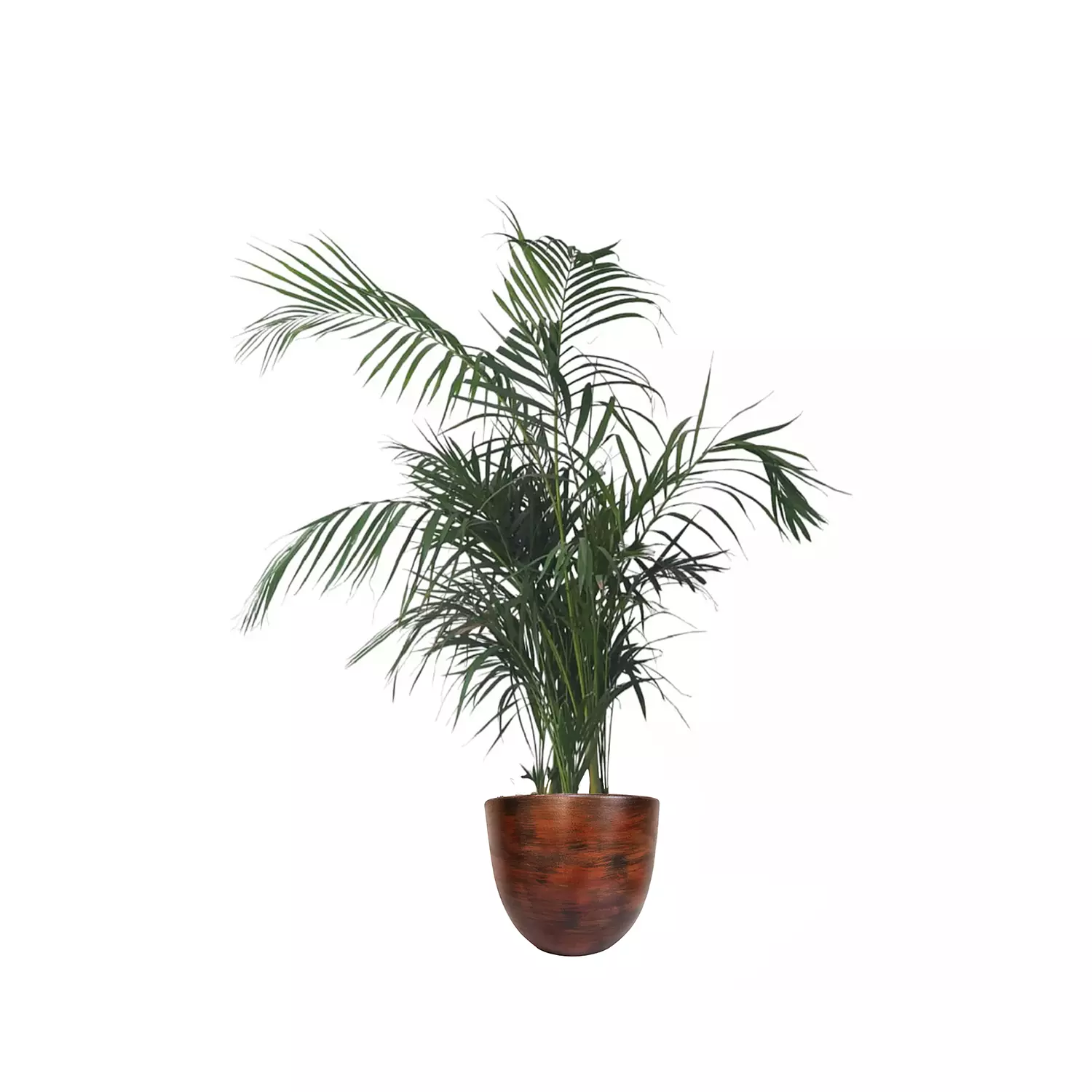 Areca Palm  12