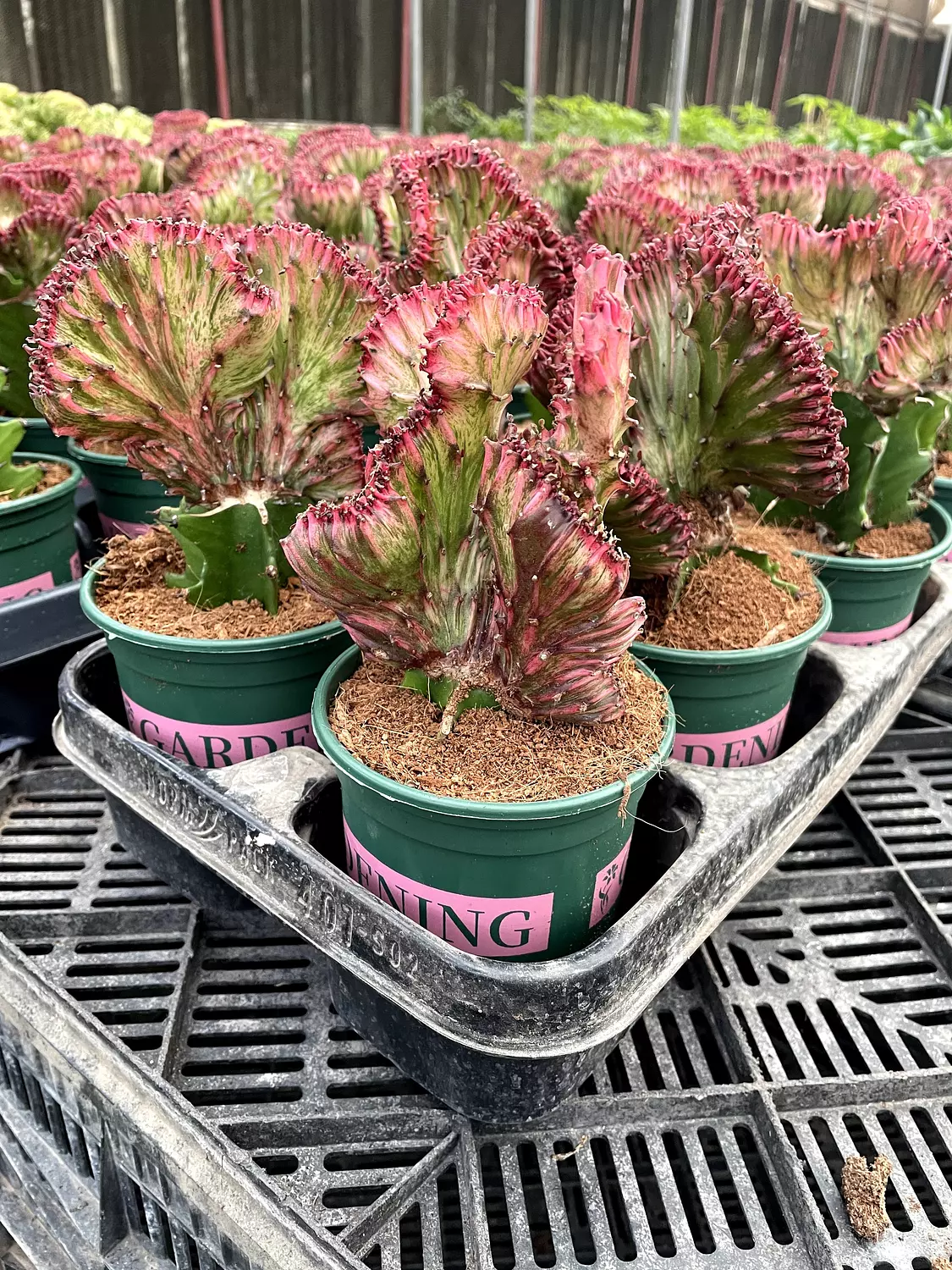 Coral Cactus image