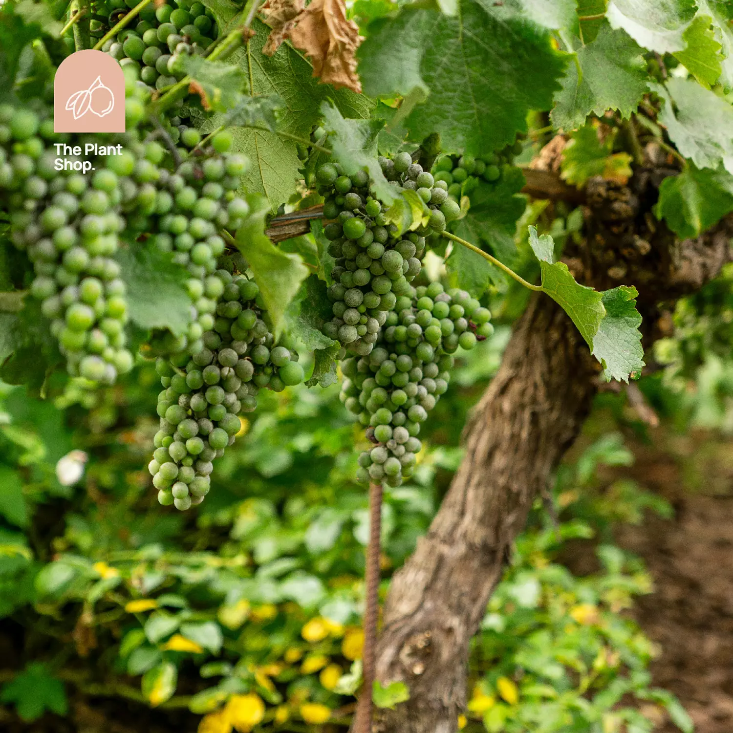 Grapes Tree