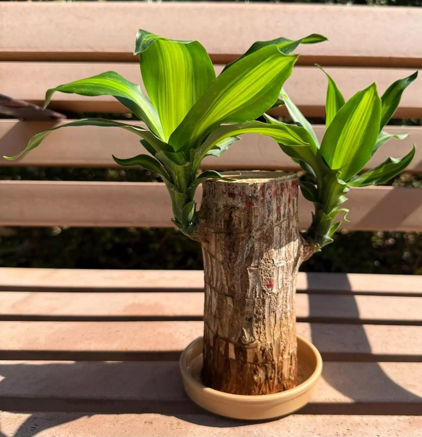 Brazilian Lucky Bamboo  image